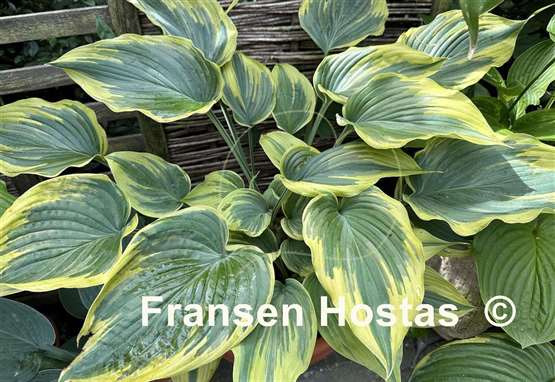 Hosta Stag's Leap